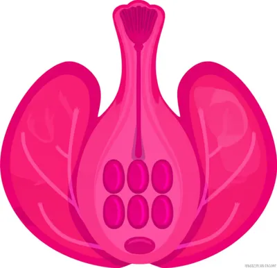 Illustration carpels - Image 1