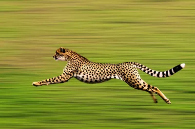 Illustration quickest - Image 2