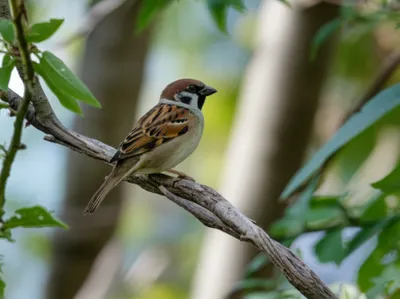 Illustration sparrows - Image 1