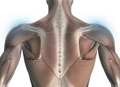 Illustration rhomboid - Image 1