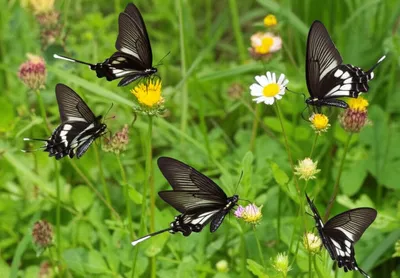 Illustration sailer - Image 1