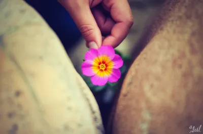 Illustration interposed