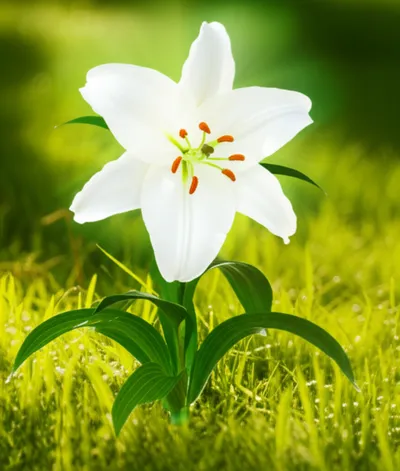 Illustration inviolate - Image 1