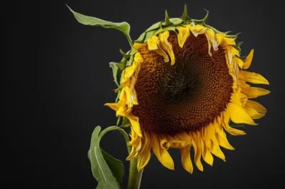 Illustration wilts - Image 1