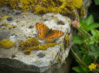 Illustration walls - Image 1