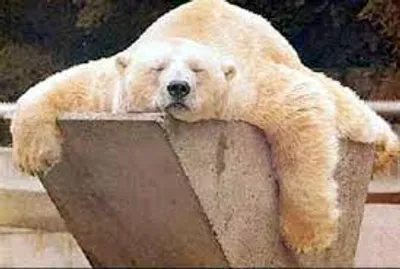 Illustration languid - Image 3