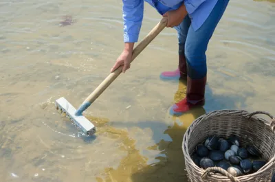 Illustration quahog - Image 1