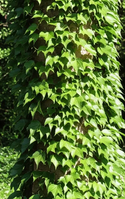 Illustration twining - Image 1