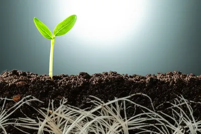 Illustration grow - Image 1