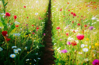 Illustration widening - Image 1