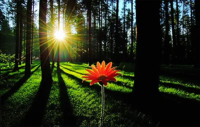 Illustration unhidden - Image 1