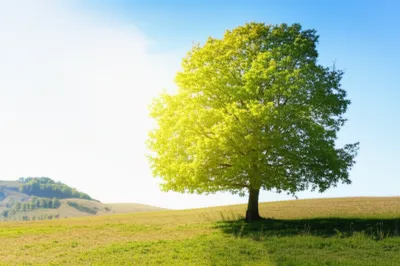 Illustration shaded - Image 1