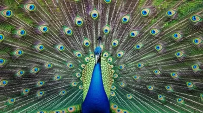 Illustration displayed - Image 1