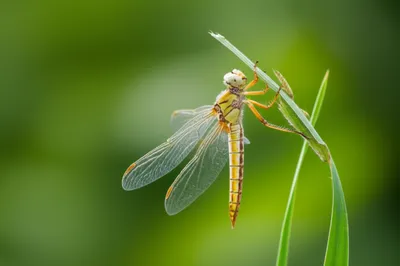 Illustration callow - Image 1