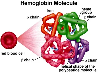Illustration hemoglobin - Image 2