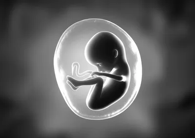 Illustration fetal