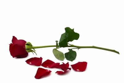 Illustration poor - Image 1