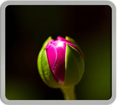 Illustration glint - Image 1