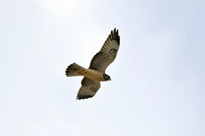 Illustration flight - Image 1