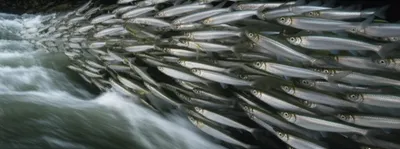 Illustration hooligan - Image 1