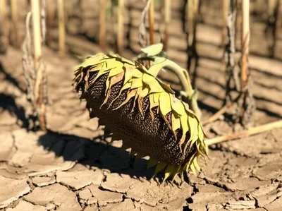 Illustration languish