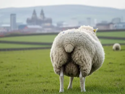 Illustration woollies - Image 1