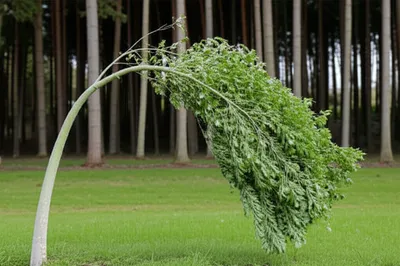 Illustration buckle - Image 1