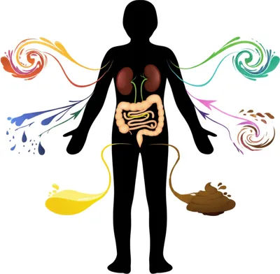 Illustration excreted