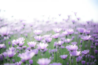 Illustration lavender - Image 1