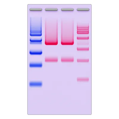 Illustration bands - Image 1