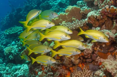 Illustration brassy - Image 1