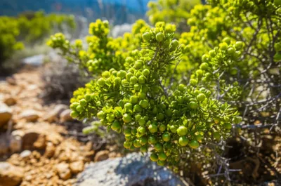 Illustration capers - Image 1