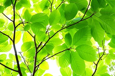 Illustration leaved - Image 1