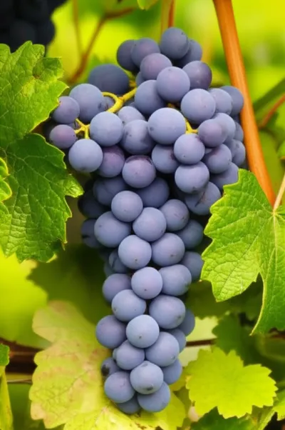 Illustration grapes - Image 2