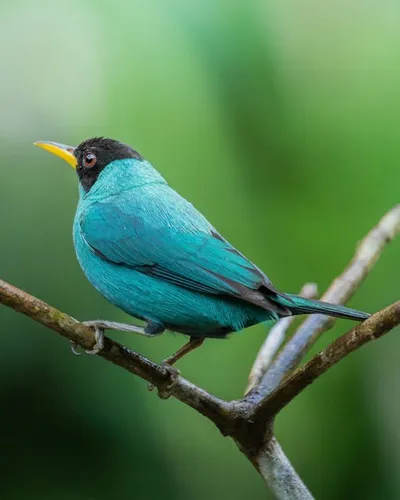 Illustration honeycreepers - Image 2