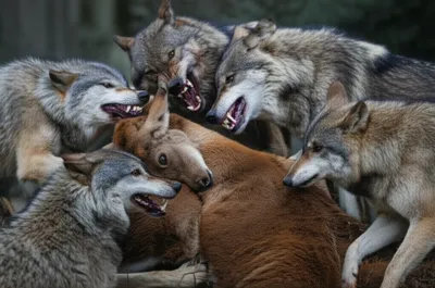 Illustration savages - Image 1