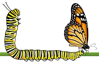 Illustration lengthening - Image 1