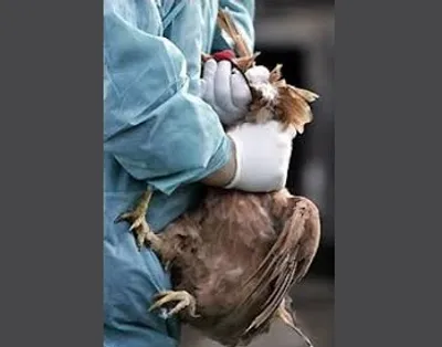 Illustration wring - Image 2