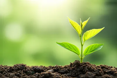 Illustration better - Image 1