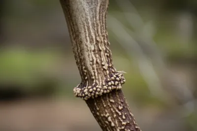 Illustration pearls - Image 1