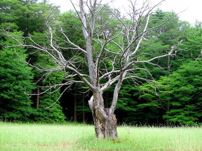 Illustration dwarfs - Image 1