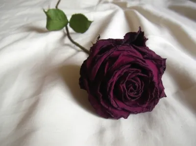 Illustration lies - Image 1