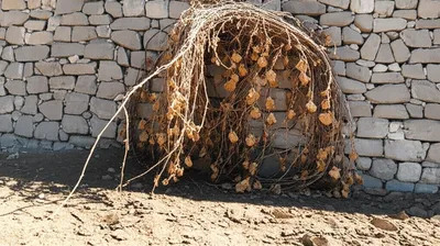 Illustration cling - Image 1