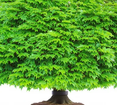 Illustration gimping - Image 1