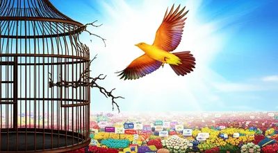 Illustration deregulation