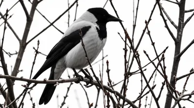 Illustration hoodie - Image 1