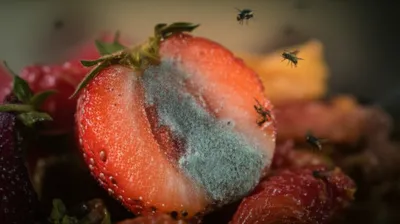 Illustration rotten - Image 1