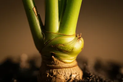 Illustration callus - Image 1