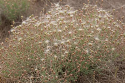 Illustration spiderlings - Image 1