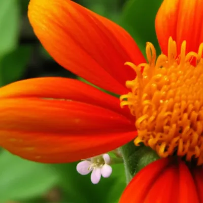 Illustration recessive - Image 1